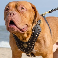 Dogue De Bordeaux Harness Royal | Dogue De Bordo Harness UK